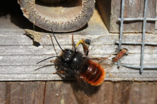 Osmia cornuta